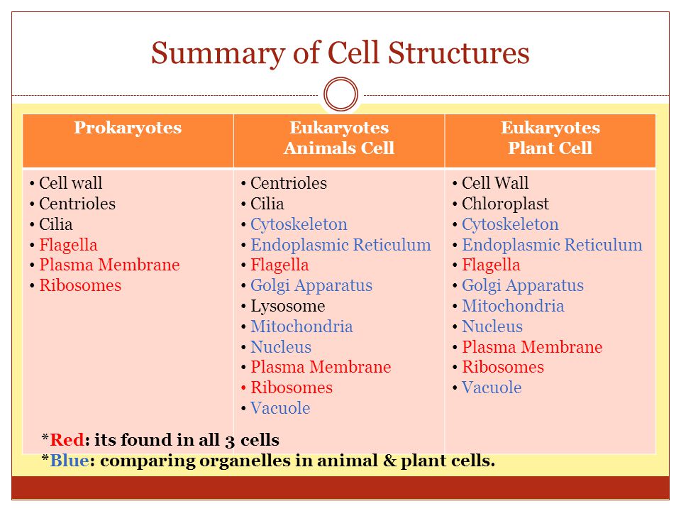 Brief notes on cell organization and